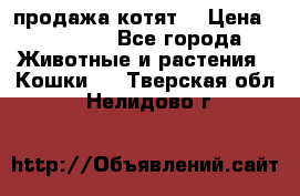 продажа котят  › Цена ­ 15 000 - Все города Животные и растения » Кошки   . Тверская обл.,Нелидово г.